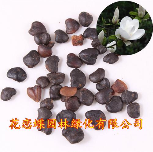 白玉兰种子育苗方法?白玉兰种子怎么催芽?-第3张图片-优品飞百科 白玉兰种子育苗方法?白玉兰种子怎么催芽?-第3张图片-优品飞百科