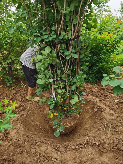 白玉兰种子育苗方法?白玉兰种子怎么催芽?-第2张图片-优品飞百科 白玉兰种子育苗方法?白玉兰种子怎么催芽?-第2张图片-优品飞百科