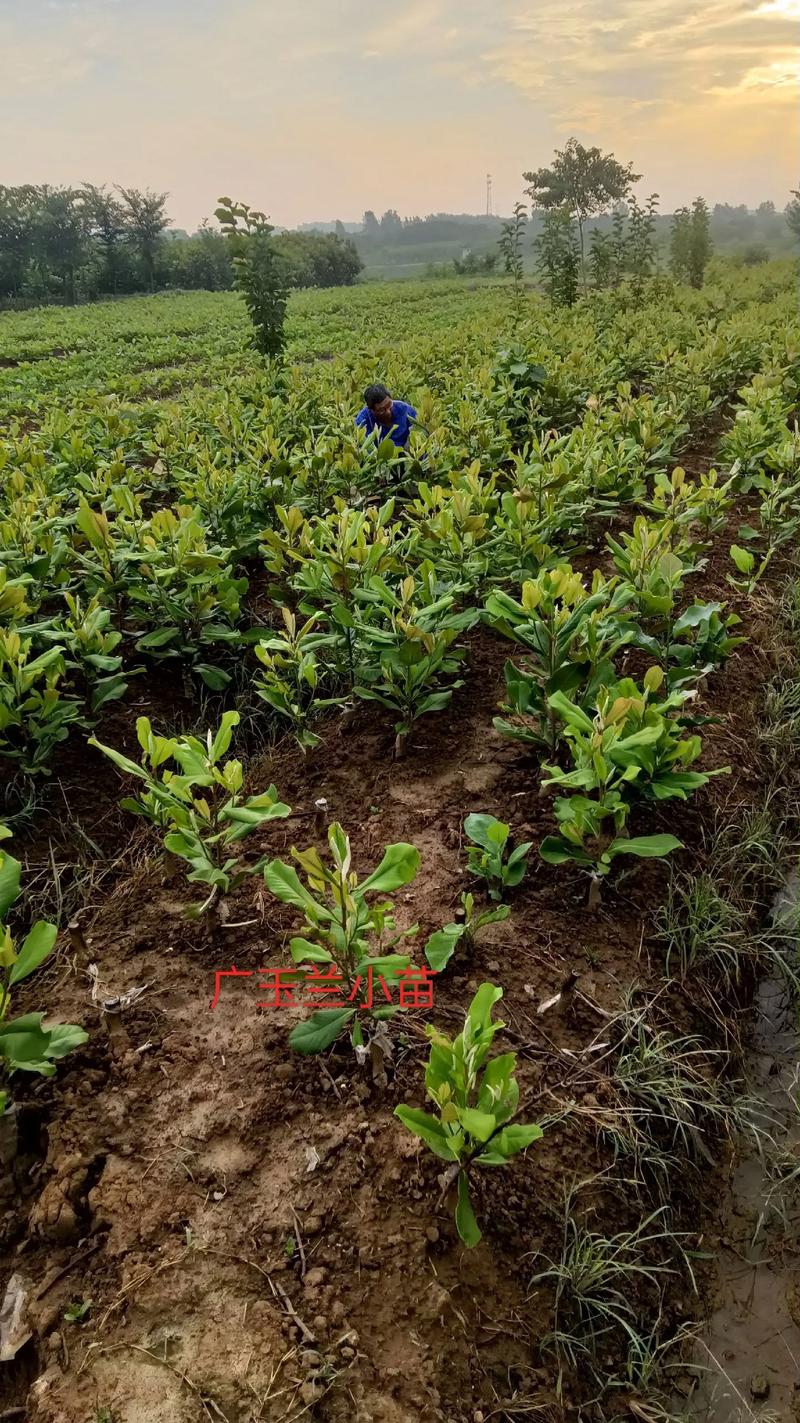 白玉兰种子育苗方法?白玉兰种子怎么催芽?-第4张图片-优品飞百科 白玉兰种子育苗方法?白玉兰种子怎么催芽?-第4张图片-优品飞百科