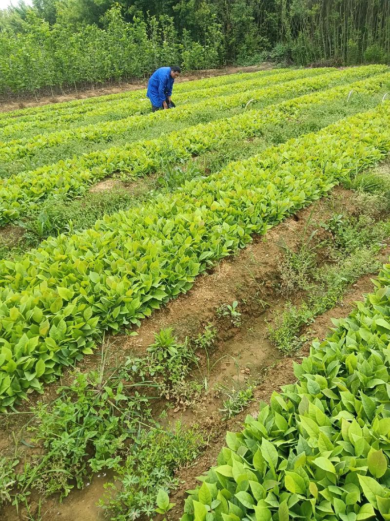 白玉兰种子育苗方法?白玉兰种子怎么催芽?-第5张图片-优品飞百科 白玉兰种子育苗方法?白玉兰种子怎么催芽?-第5张图片-优品飞百科