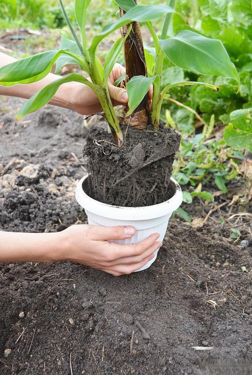 白玉兰种子育苗方法?白玉兰种子怎么催芽?-第6张图片-优品飞百科 白玉兰种子育苗方法?白玉兰种子怎么催芽?-第6张图片-优品飞百科