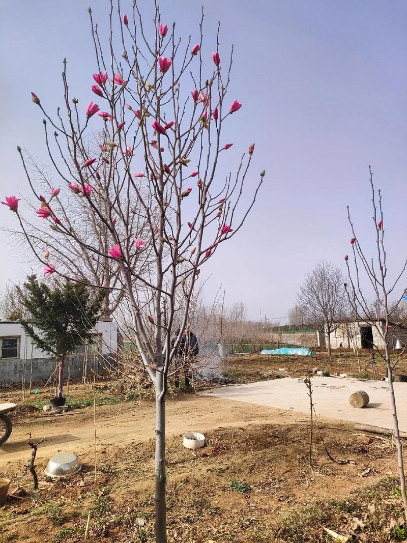 白玉兰种子育苗方法?白玉兰种子怎么催芽?-第8张图片-优品飞百科 白玉兰种子育苗方法?白玉兰种子怎么催芽?-第8张图片-优品飞百科