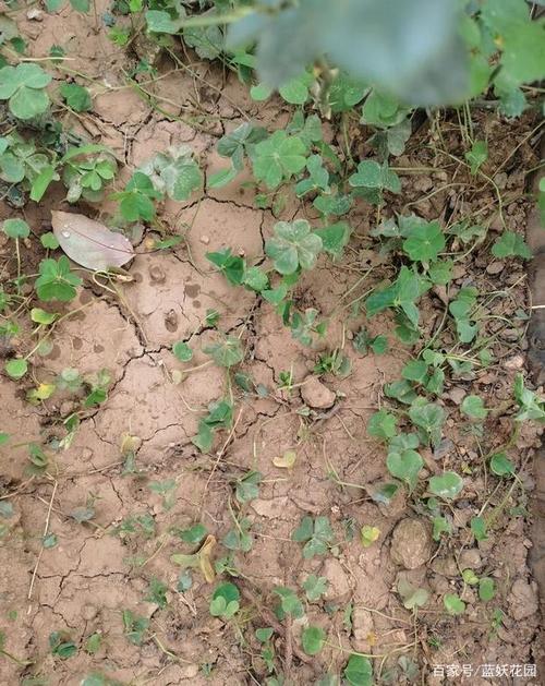 土壤板结真“愁人”，土壤板结的原因及危害？-第1张图片-优品飞百科