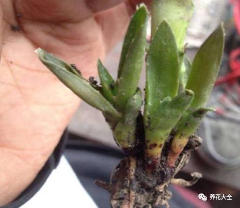 土壤板结真“愁人”，土壤板结的原因及危害？-第4张图片-优品飞百科