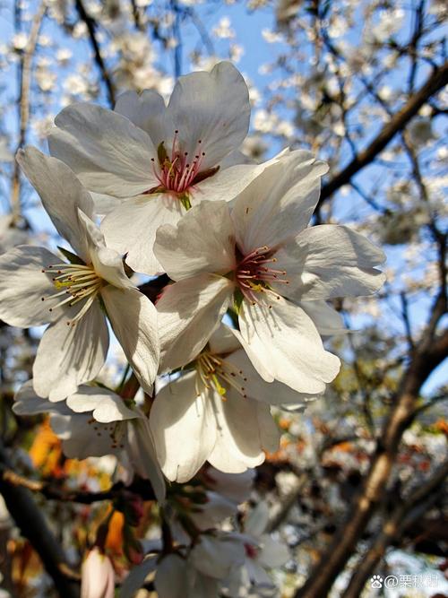 东京樱花的繁殖方式,东京樱花能结果吗?-第1张图片-优品飞百科 东京樱花的繁殖方式,东京樱花能结果吗?-第1张图片-优品飞百科