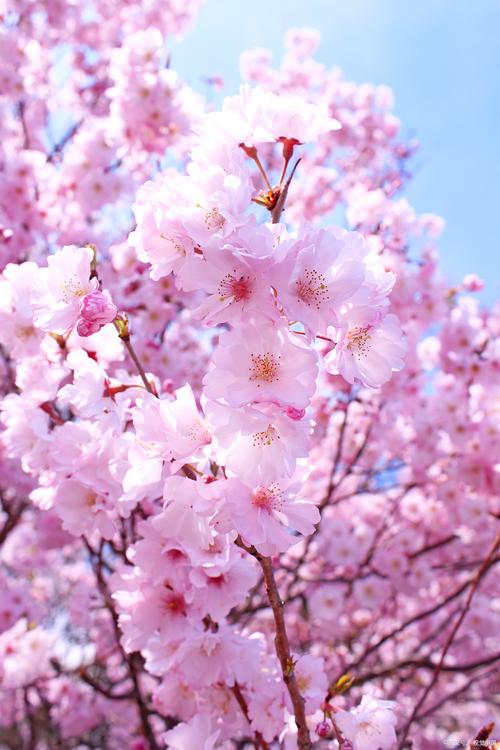 东京樱花的繁殖方式,东京樱花能结果吗?-第3张图片-优品飞百科 东京樱花的繁殖方式,东京樱花能结果吗?-第3张图片-优品飞百科