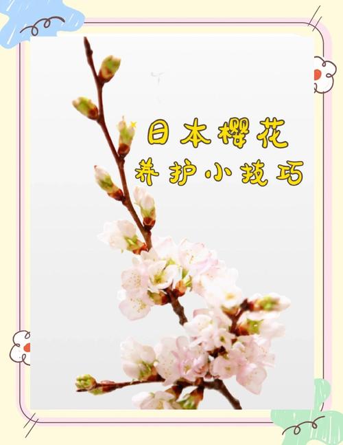 东京樱花的繁殖方式,东京樱花能结果吗?-第4张图片-优品飞百科 东京樱花的繁殖方式,东京樱花能结果吗?-第4张图片-优品飞百科