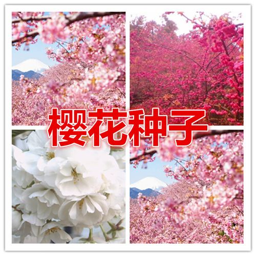 东京樱花的繁殖方式,东京樱花能结果吗?-第5张图片-优品飞百科 东京樱花的繁殖方式,东京樱花能结果吗?-第5张图片-优品飞百科