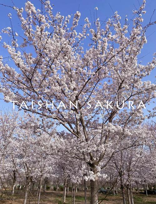 东京樱花的繁殖方式,东京樱花能结果吗?-第6张图片-优品飞百科 东京樱花的繁殖方式,东京樱花能结果吗?-第6张图片-优品飞百科