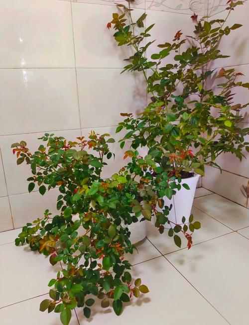 初秋赶紧给花扒层皮，秋季切花？-第2张图片-优品飞百科