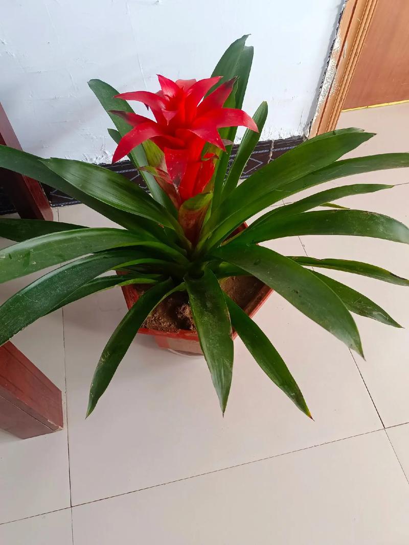 初秋赶紧给花扒层皮，秋季切花？-第6张图片-优品飞百科