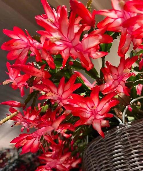 正月给“长寿花”做个小动作，长寿花花束？