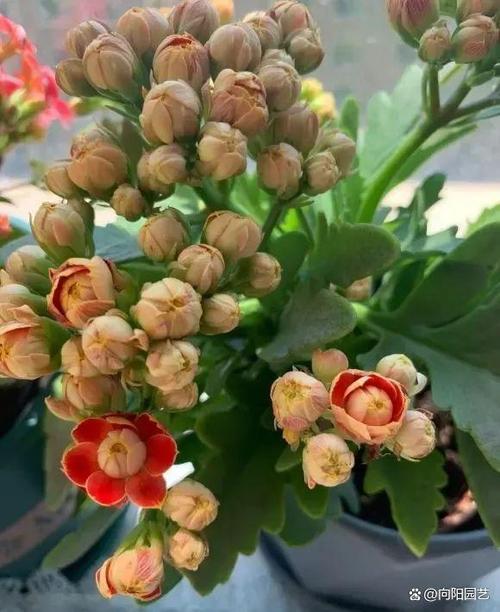 正月给“长寿花”做个小动作，长寿花花束？-第2张图片-优品飞百科