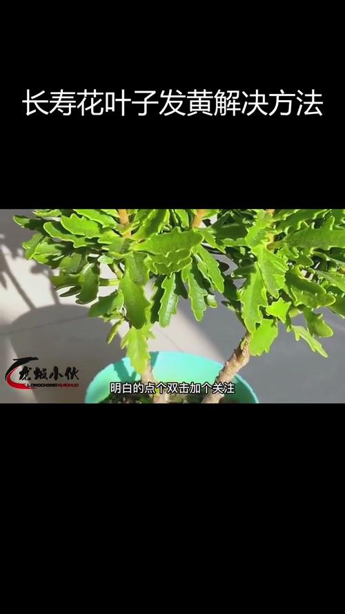 正月给“长寿花”做个小动作，长寿花花束？-第3张图片-优品飞百科