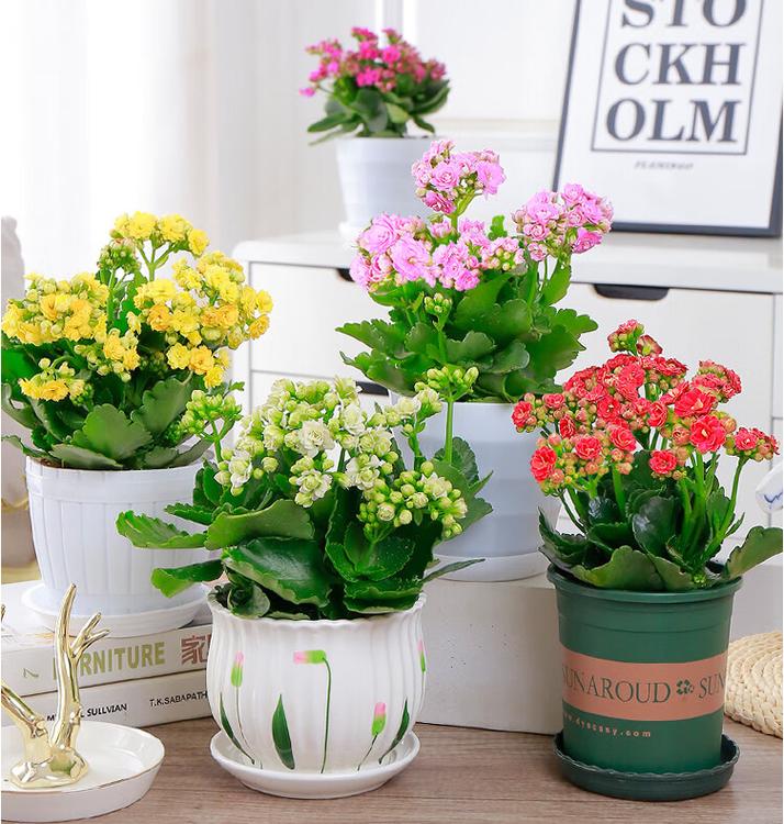 正月给“长寿花”做个小动作，长寿花花束？-第4张图片-优品飞百科