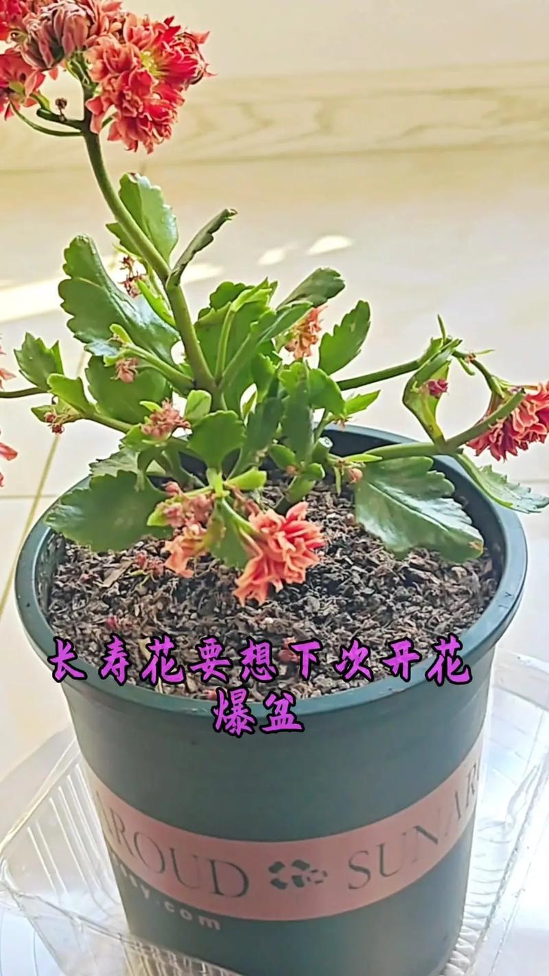 正月给“长寿花”做个小动作，长寿花花束？-第5张图片-优品飞百科