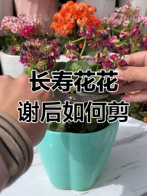 正月给“长寿花”做个小动作，长寿花花束？-第6张图片-优品飞百科