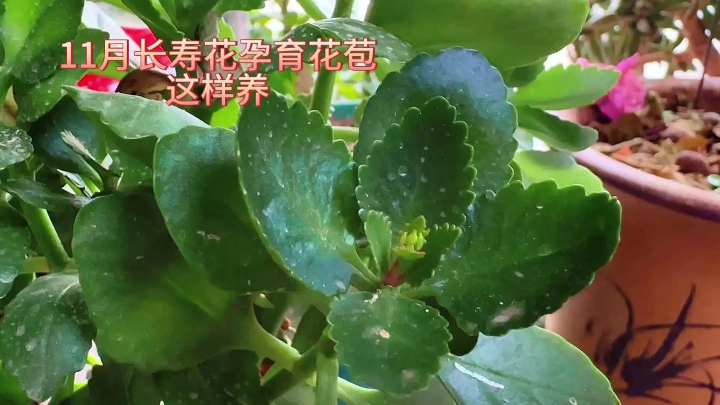 正月给“长寿花”做个小动作，长寿花花束？-第7张图片-优品飞百科