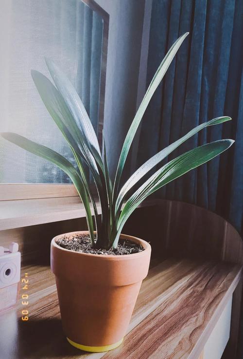 刚买的君子兰怎么上盆，刚买的君子兰如何上盆