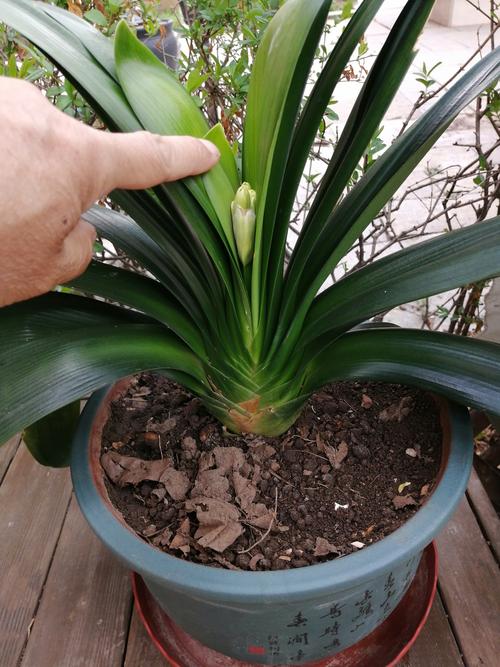 刚买的君子兰怎么上盆，刚买的君子兰如何上盆-第3张图片-优品飞百科