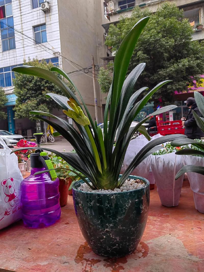 刚买的君子兰怎么上盆，刚买的君子兰如何上盆-第4张图片-优品飞百科