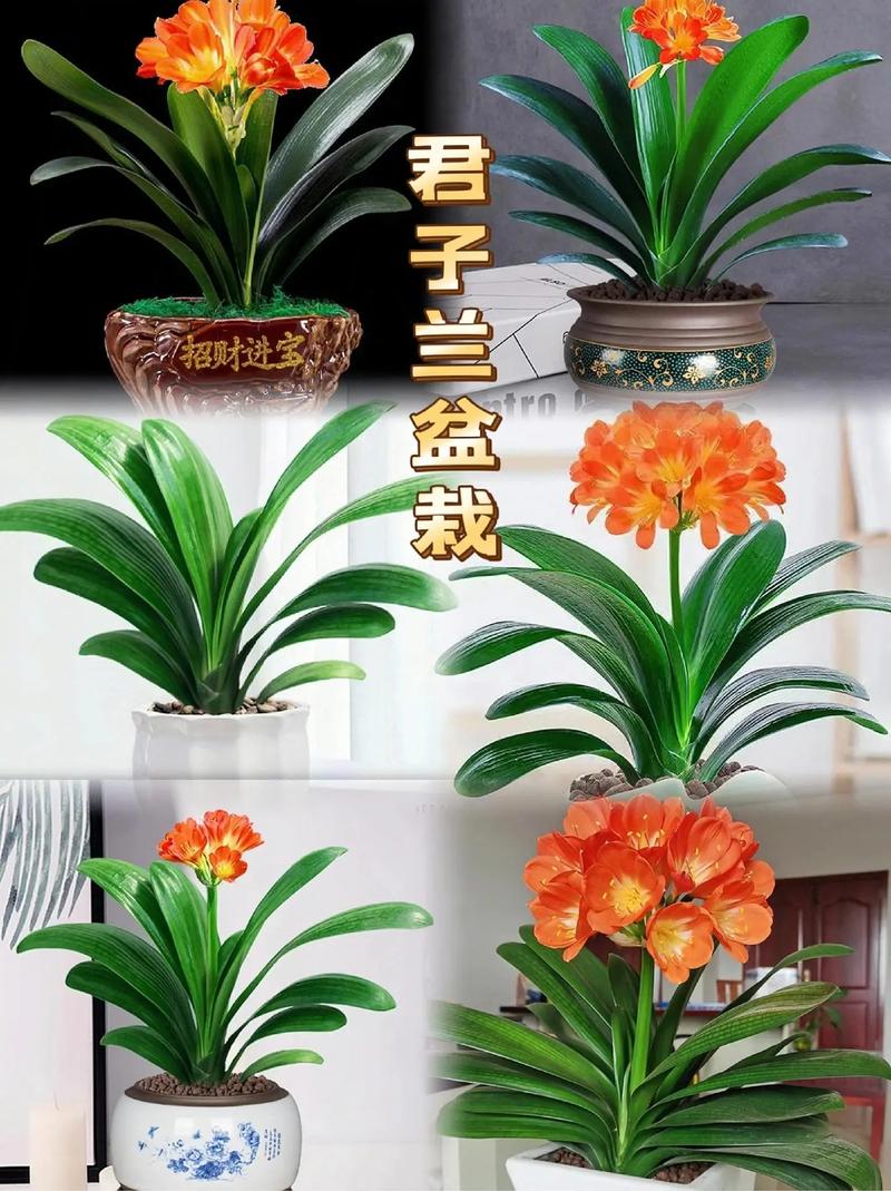 刚买的君子兰怎么上盆，刚买的君子兰如何上盆-第5张图片-优品飞百科