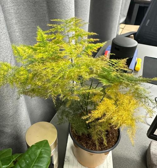 家里这“3种”花总黄叶，家里各种花都黄叶子怎么回事？-第2张图片-优品飞百科