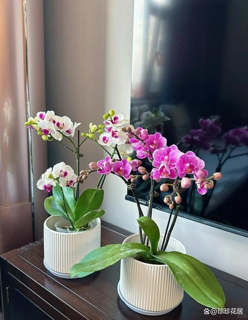 家里这“3种”花总黄叶，家里各种花都黄叶子怎么回事？-第3张图片-优品飞百科