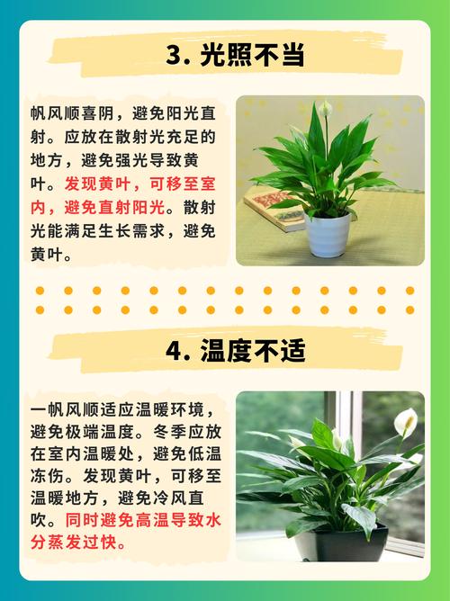家里这“3种”花总黄叶，家里各种花都黄叶子怎么回事？-第4张图片-优品飞百科