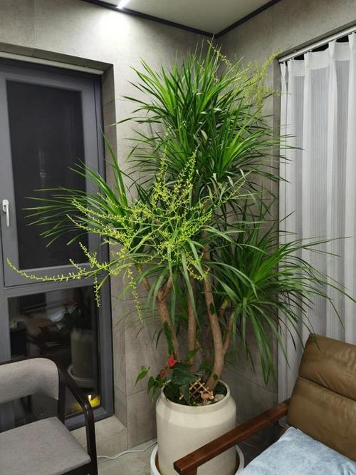 家里这“3种”花总黄叶，家里各种花都黄叶子怎么回事？-第5张图片-优品飞百科