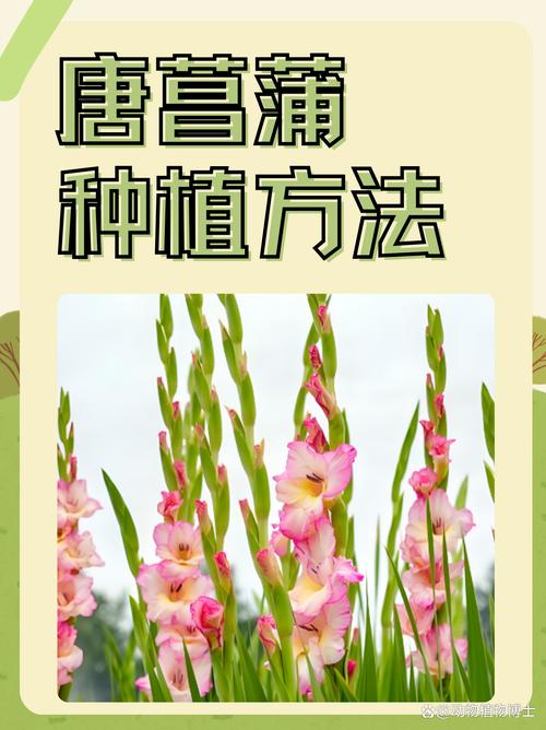 唐菖蒲的养殖方法,唐菖蒲的养殖方法有哪些?-第3张图片-优品飞百科 唐菖蒲的养殖方法,唐菖蒲的养殖方法有哪些?-第3张图片-优品飞百科