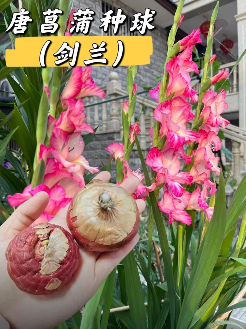 唐菖蒲的养殖方法,唐菖蒲的养殖方法有哪些?-第4张图片-优品飞百科 唐菖蒲的养殖方法,唐菖蒲的养殖方法有哪些?-第4张图片-优品飞百科