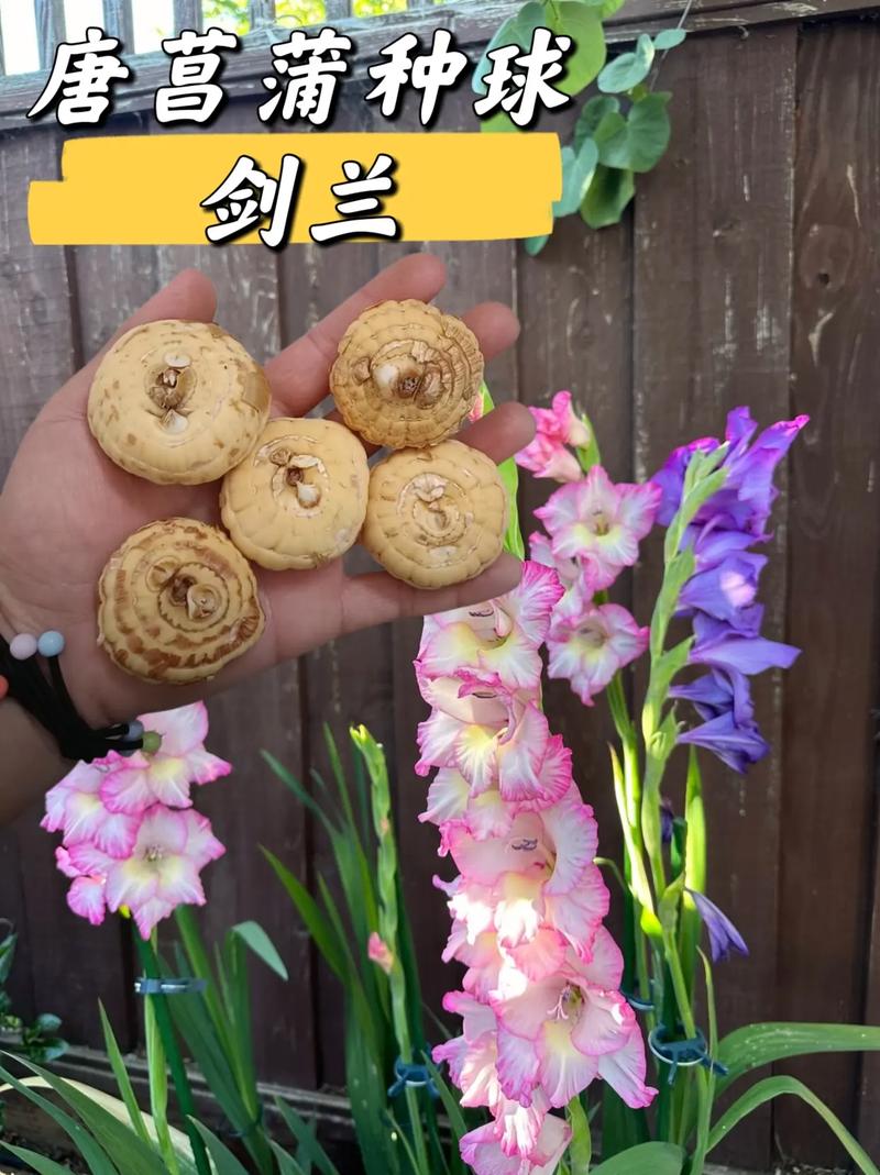 唐菖蒲的养殖方法,唐菖蒲的养殖方法有哪些?-第5张图片-优品飞百科 唐菖蒲的养殖方法,唐菖蒲的养殖方法有哪些?-第5张图片-优品飞百科