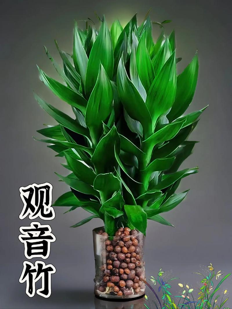 富贵竹水里可以养鱼吗?富贵竹能水养?-第2张图片-优品飞百科 富贵竹水里可以养鱼吗?富贵竹能水养?-第2张图片-优品飞百科