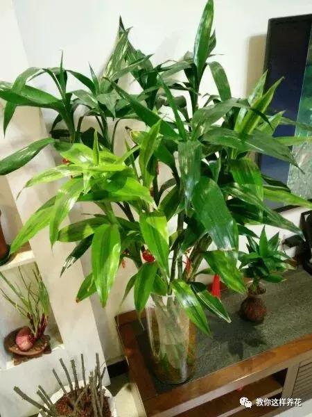 富贵竹水里可以养鱼吗?富贵竹能水养?-第3张图片-优品飞百科 富贵竹水里可以养鱼吗?富贵竹能水养?-第3张图片-优品飞百科