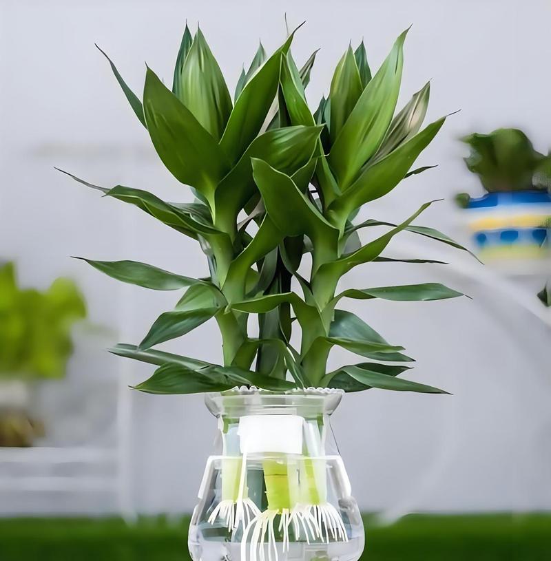 富贵竹水里可以养鱼吗?富贵竹能水养?-第5张图片-优品飞百科 富贵竹水里可以养鱼吗?富贵竹能水养?-第5张图片-优品飞百科