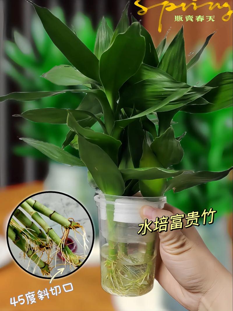 富贵竹水里可以养鱼吗?富贵竹能水养?-第7张图片-优品飞百科 富贵竹水里可以养鱼吗?富贵竹能水养?-第7张图片-优品飞百科