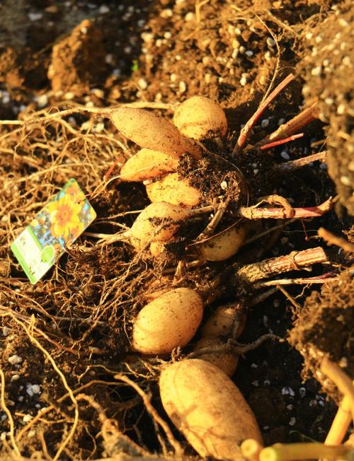 大丽花的块茎种植方法，大丽花的块茎种植方法视频