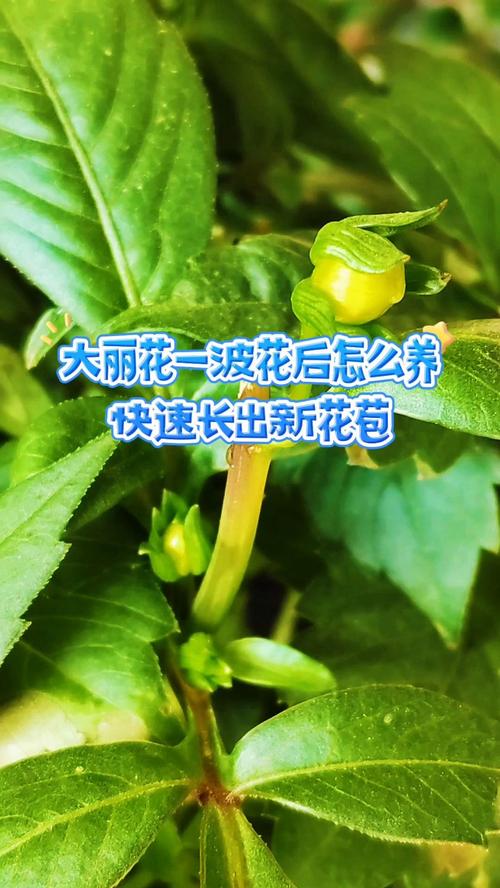 大丽花的块茎种植方法，大丽花的块茎种植方法视频-第3张图片-优品飞百科