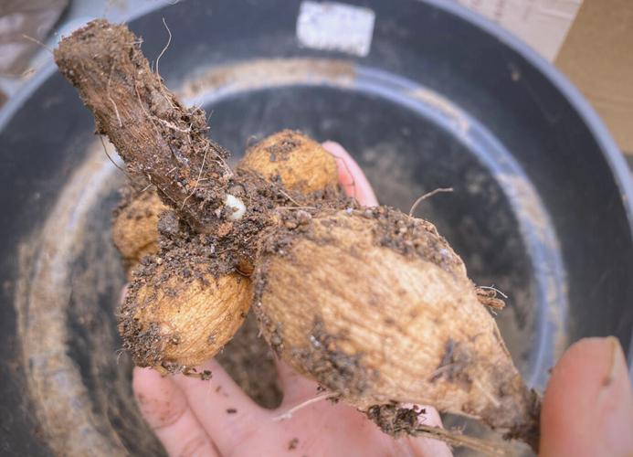 大丽花的块茎种植方法，大丽花的块茎种植方法视频-第2张图片-优品飞百科