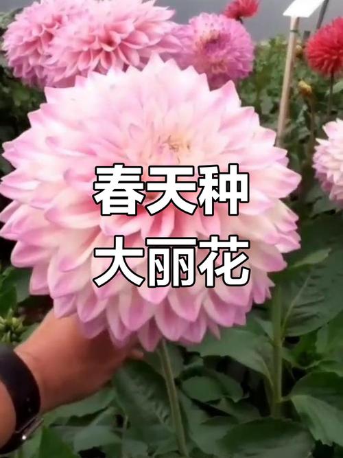 大丽花的块茎种植方法，大丽花的块茎种植方法视频-第4张图片-优品飞百科