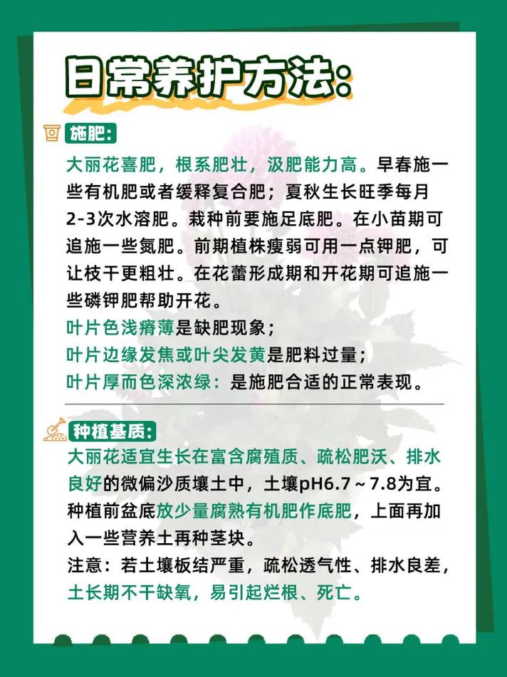 大丽花的块茎种植方法，大丽花的块茎种植方法视频-第5张图片-优品飞百科