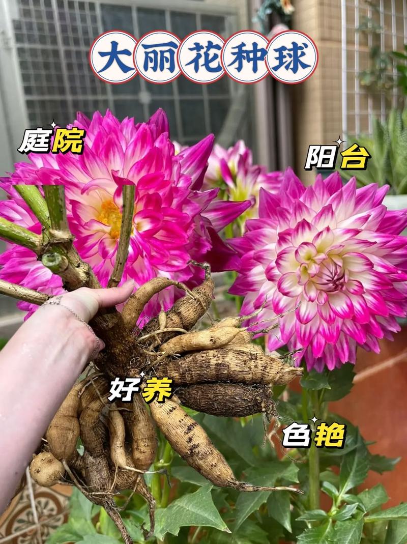 大丽花的块茎种植方法，大丽花的块茎种植方法视频-第6张图片-优品飞百科