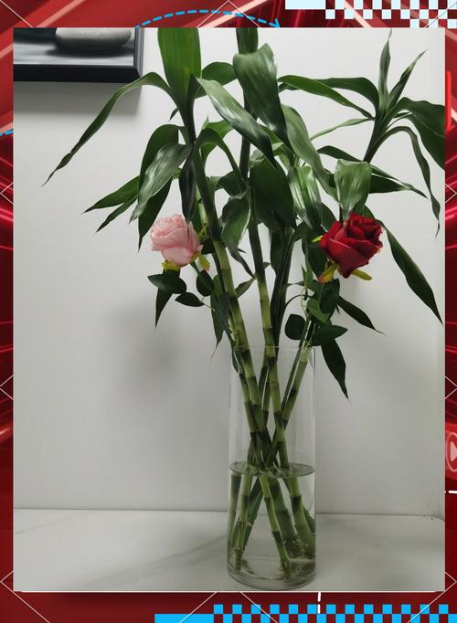 阿司匹林养富贵竹怎么用,阿司匹林可以让富贵竹长根怎么用-第3张图片-优品飞百科 阿司匹林养富贵竹怎么用,阿司匹林可以让富贵竹长根怎么用-第3张图片-优品飞百科