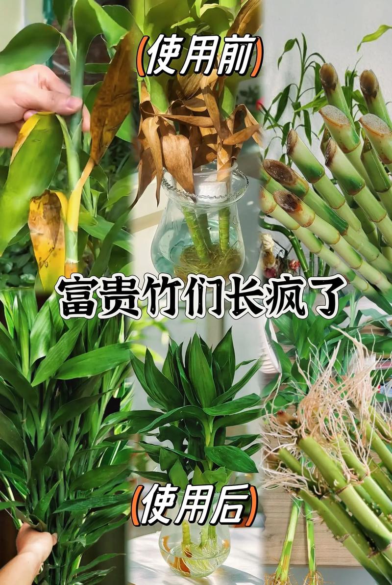 阿司匹林养富贵竹怎么用,阿司匹林可以让富贵竹长根怎么用-第4张图片-优品飞百科 阿司匹林养富贵竹怎么用,阿司匹林可以让富贵竹长根怎么用-第4张图片-优品飞百科