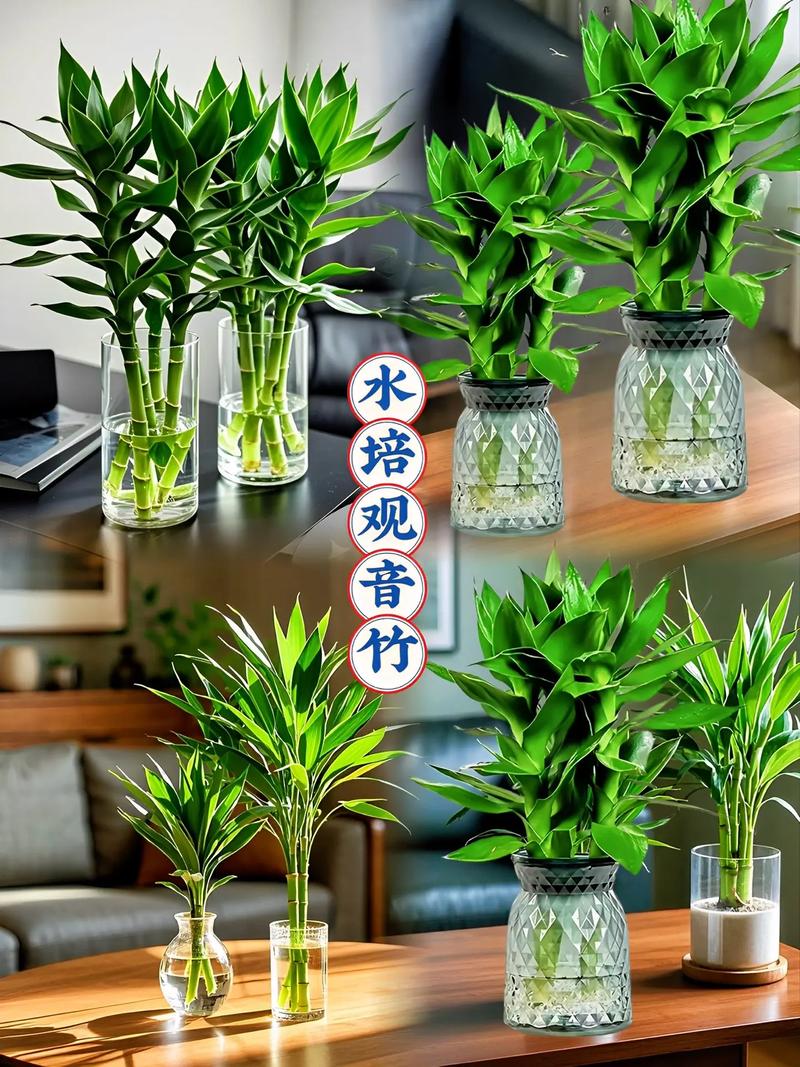 阿司匹林养富贵竹怎么用,阿司匹林可以让富贵竹长根怎么用-第7张图片-优品飞百科 阿司匹林养富贵竹怎么用,阿司匹林可以让富贵竹长根怎么用-第7张图片-优品飞百科