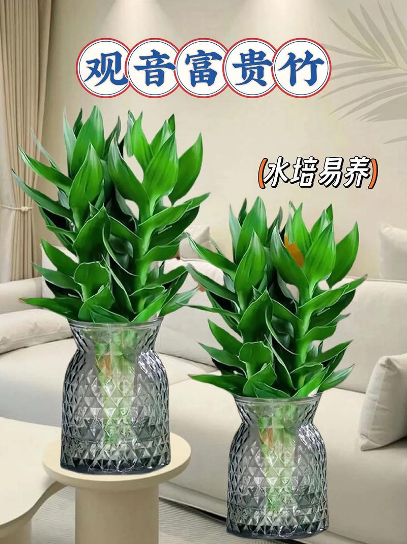 阿司匹林养富贵竹怎么用,阿司匹林可以让富贵竹长根怎么用-第8张图片-优品飞百科 阿司匹林养富贵竹怎么用,阿司匹林可以让富贵竹长根怎么用-第8张图片-优品飞百科