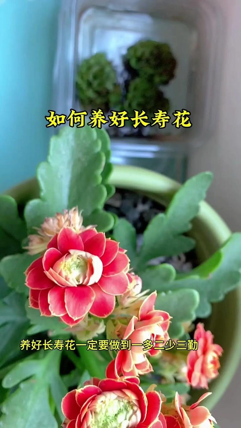 长寿花如何养，长寿花如何养得好？-第1张图片-优品飞百科