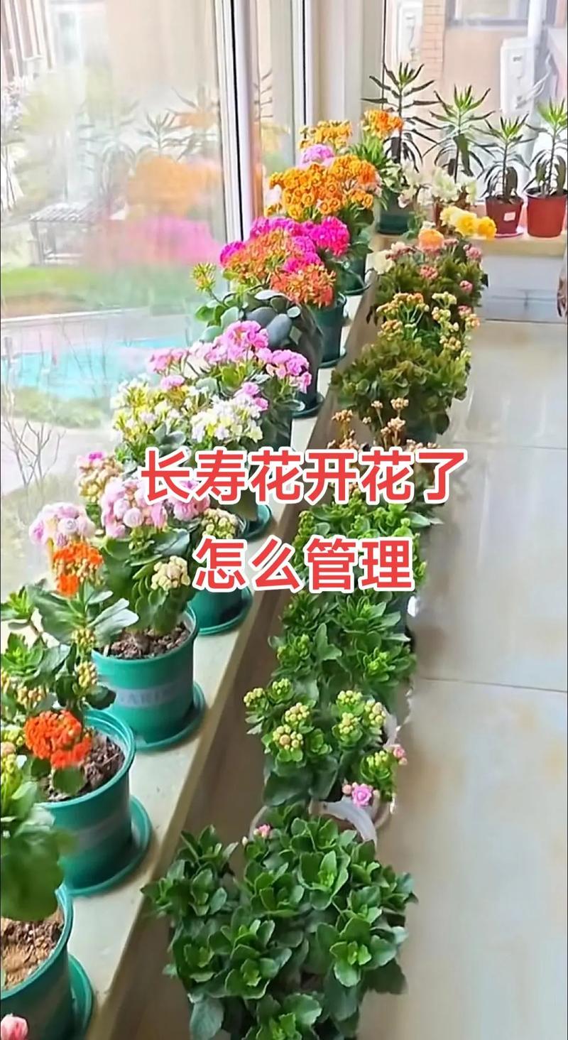 长寿花如何养，长寿花如何养得好？-第2张图片-优品飞百科