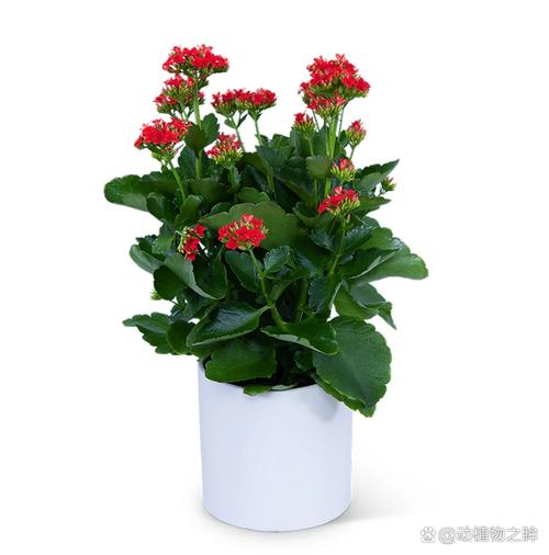 长寿花如何养，长寿花如何养得好？-第3张图片-优品飞百科